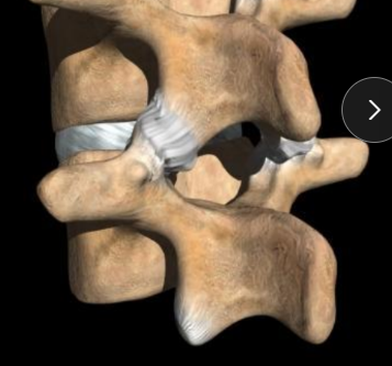 <p>frontal plane (primarily)</p><p>flexion / extension</p><p>*limited in upper thoracic- rib cage</p>
