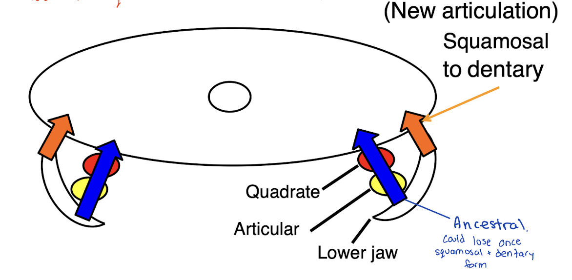 <p>Had two jaw articulations and could lose the quadrate/articular without problems</p>