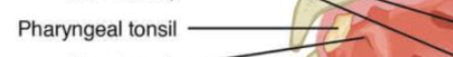<p><span>the immune system’s first line of defense against ingested or inhaled foreign pathogens, trapping bacteria and viruses entering through the mouth and nose</span></p>