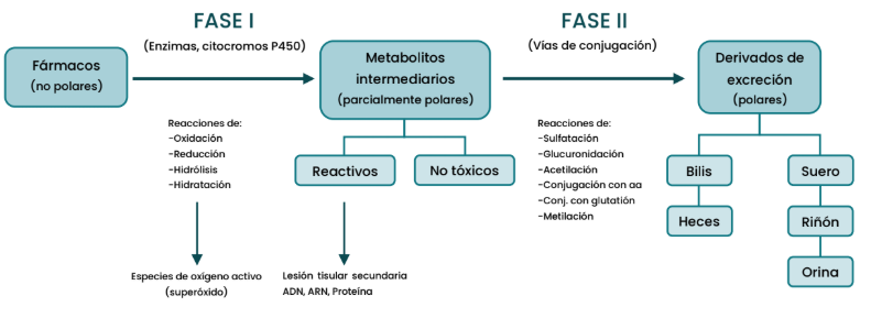 <p>Un fármaco puede pasar por la Fase I y luego por la Fase II, o bien saltar directamente a la Fase II.</p>