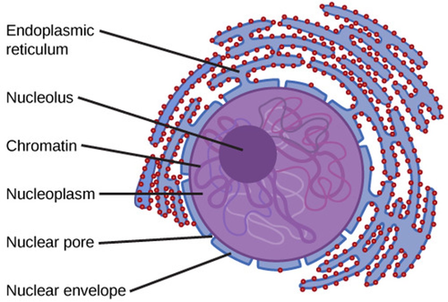 <p>nuclear pores</p>