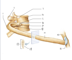 <p>9</p>