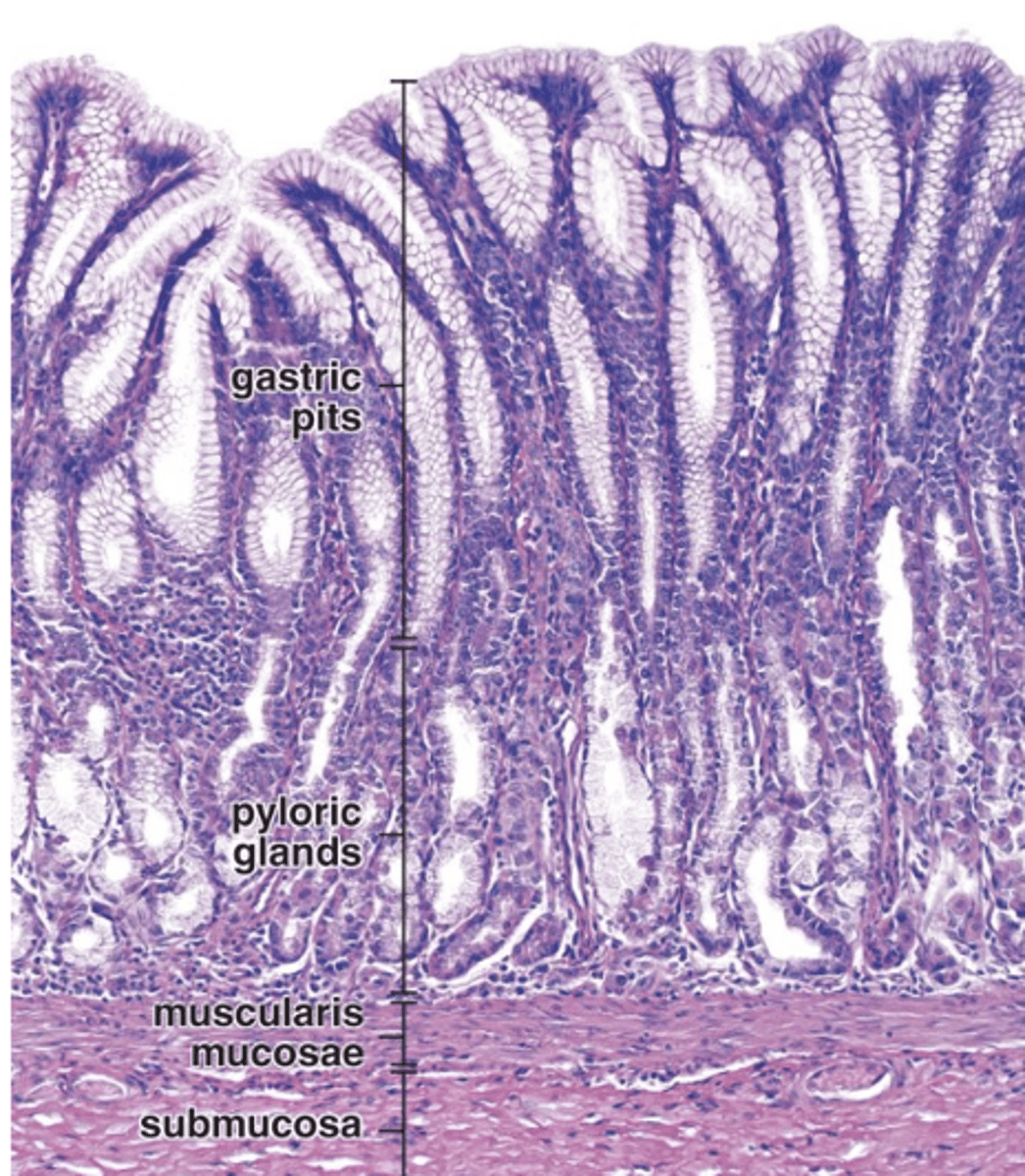 <p>What type of cells line pyloric glands?</p>