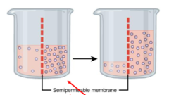 <p>_____ is the flow of water across a semipermeable membrane due to differences in solute concentration (membrane blocks movement of solute)</p>
