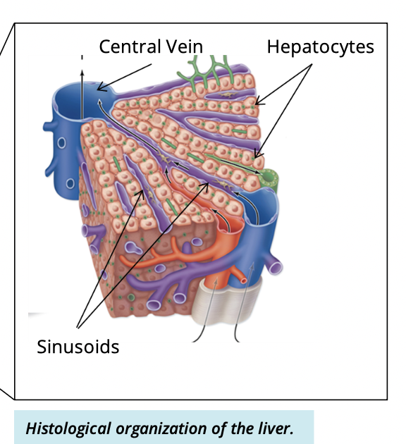 <p>In plates (cords) radiating from a central vein </p>