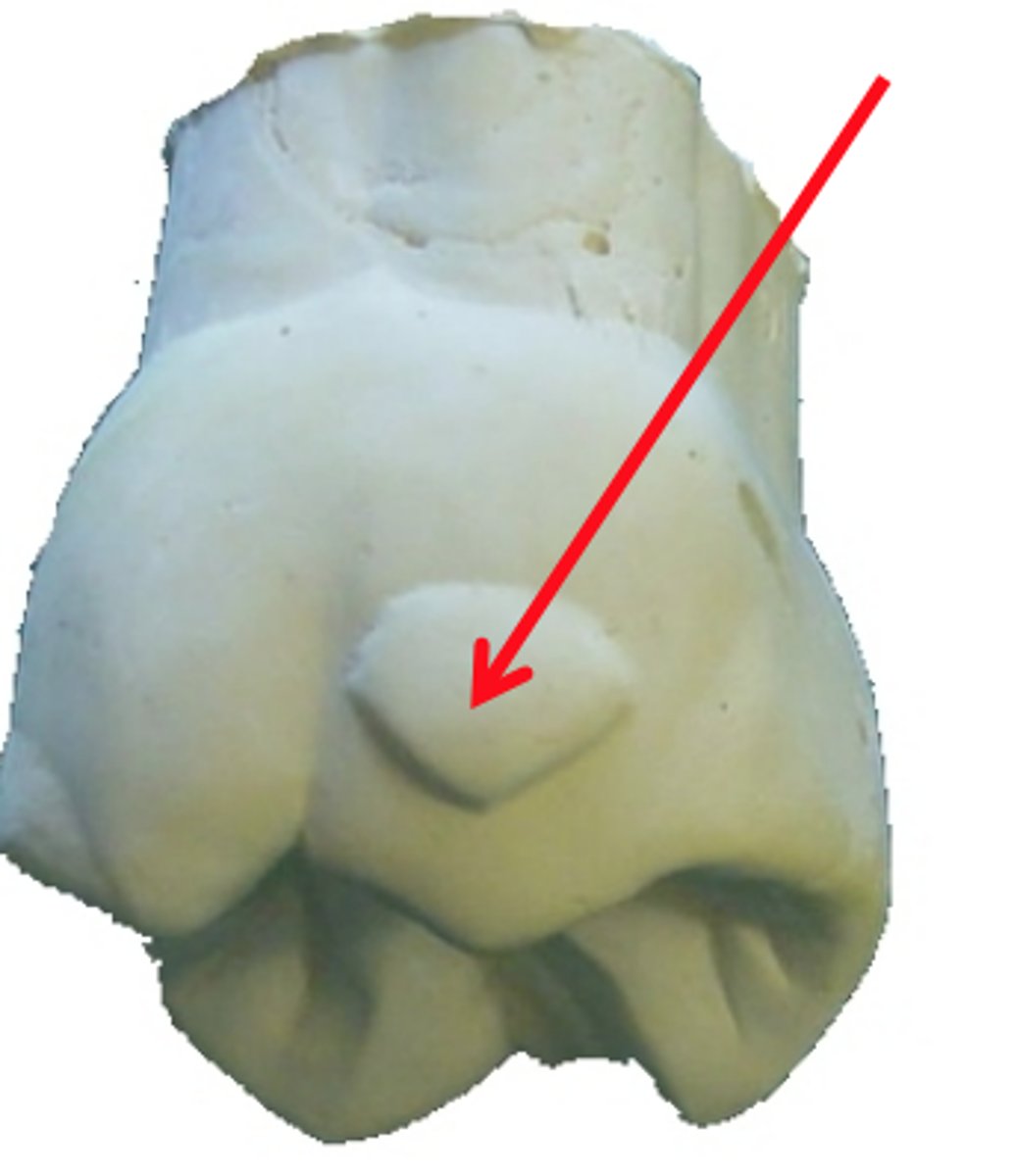 <p>small elevation similar to a cusp</p>