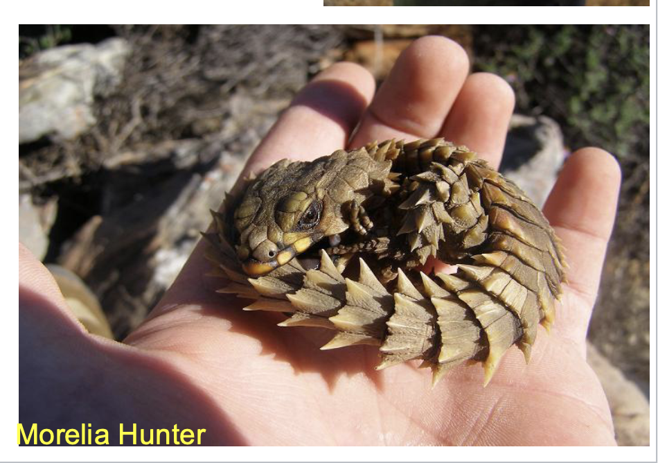 <p>• Biting and striking (Lizards and snakes, Sirens)</p><p>• Skin modifications (spines, horns, Turtle shells, Crocodilian “armor”, Spiky tails)</p><p>• Death feigning</p><p>• Blood squirting in Phrynosoma</p>