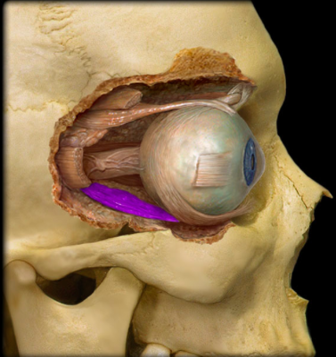 <p>identify the structure:</p>