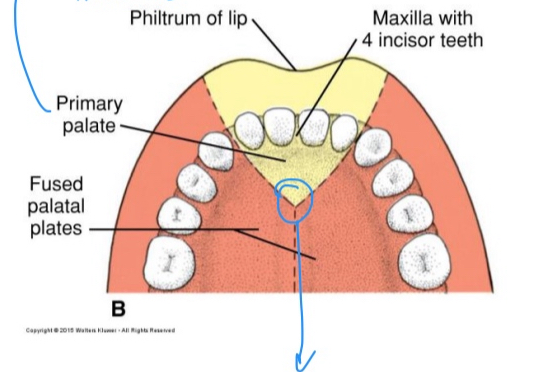 <p>Incisal foramen </p>