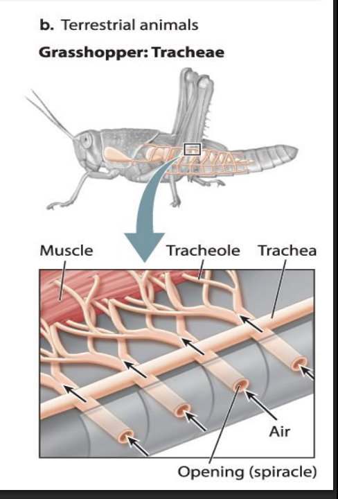 <ul><li><p>Because of their small size → insects do not have a respiratory surface → instead employ a direct pathway of air transport that gets air directly to their tissues.</p></li><li><p>breath through trachea</p></li><li><p>insects rely on a two-step process of ventilation and diffusion to supply their cells with O2 and eliminate CO2 .</p></li></ul><p></p>