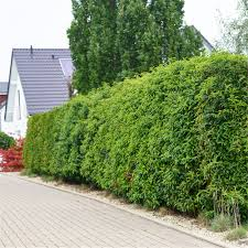 <p><strong>Çit</strong></p><p><strong>*****************************************************************************************</strong></p><p>Das Haus hat eine Hecke.</p><p>Evin bir çiti var.</p>