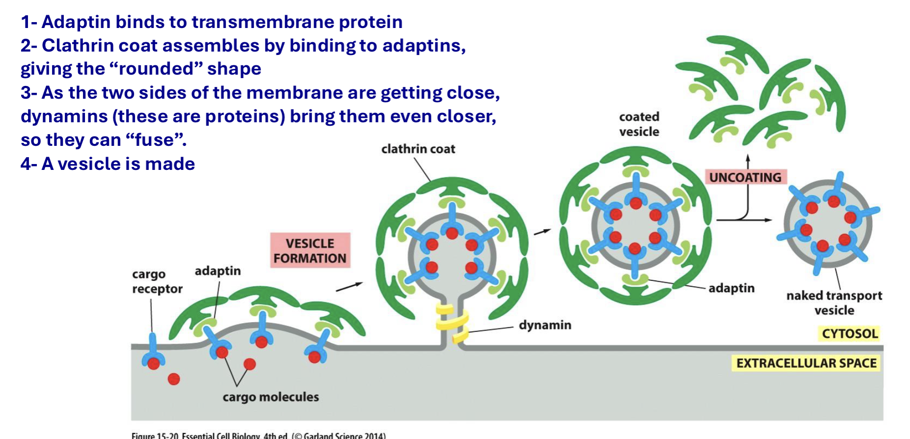 <p>clathrin coated vesicle process</p>