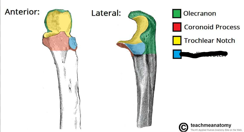 <p>What bone landmark is this within the <strong>Ulna</strong></p><ul><li><p>Medial Forarm Bone; Antebrachial, Ulnar Region)</p></li></ul><p></p>