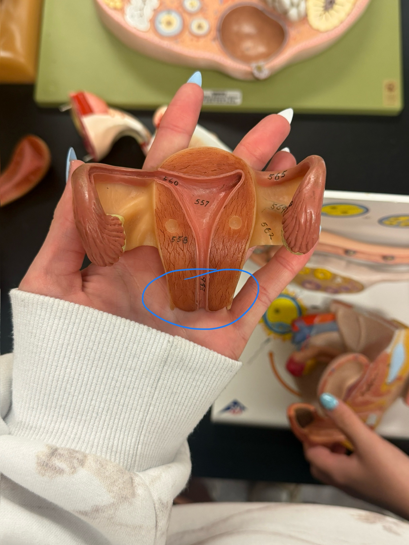 <p>name this region </p>