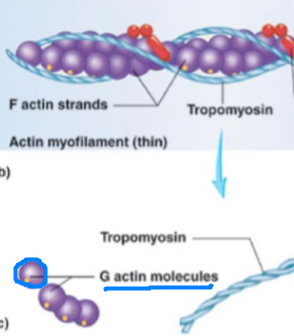 <p>individual, free actin protein molecules</p><ul><li><p>Aka, the singular bead</p></li></ul><p></p>