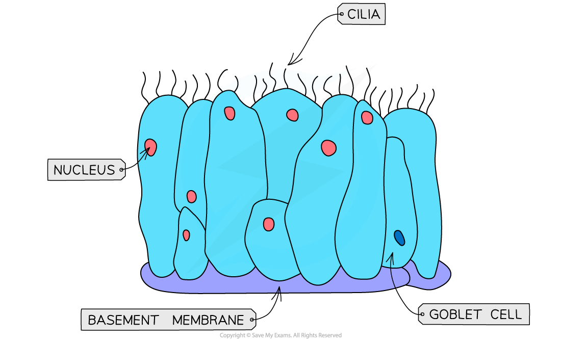 <p>What is the structure of cillia?</p>