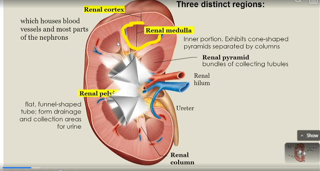 <p>inner portion of kidney that exhibits cone shaped pyramids seperated by columns</p>