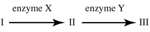 <p>The figure shows a simple metabolic pathway. According to Beadle and Tatum's hypothesis, how many genes are necessary for this pathway? 44) ______</p><p>A) 3</p><p>B) 2</p><p>C) 5</p><p>D) It cannot be determined from the information provided.</p>