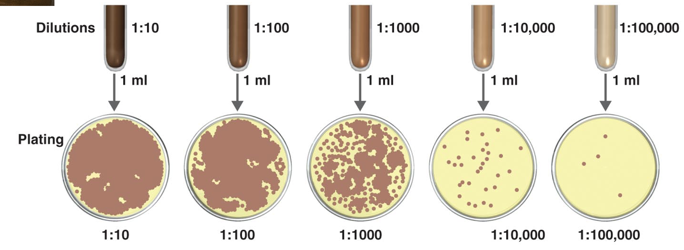 <p>Doing plate counts following dilutions of tenfold several times</p>