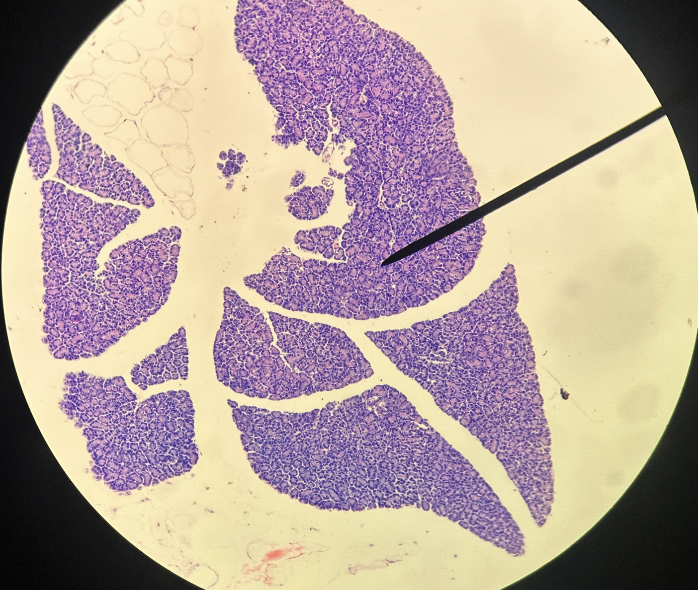 <p>Identify organ &amp; structure</p>