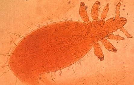 <p>přežvýkavci</p>