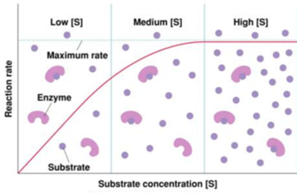 <p>happens when reaction rate increases as the [substrate] increases</p>