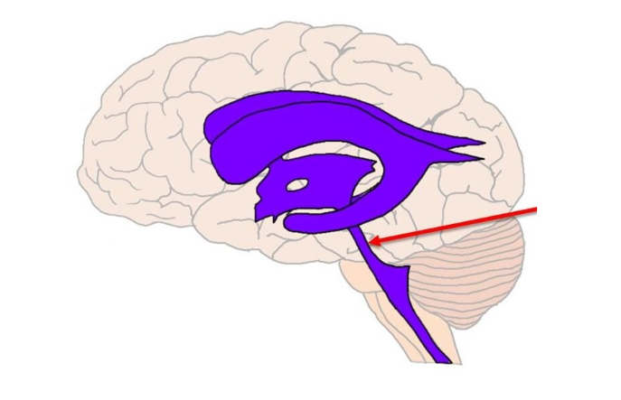 <p>Name the structure</p>