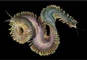 <p>Nereis worms live in ______-lined burrows</p>