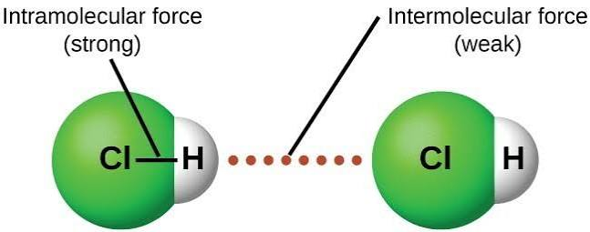 <p>Intra - inside molecules</p><p>Inter - holds multiple bonds together</p>