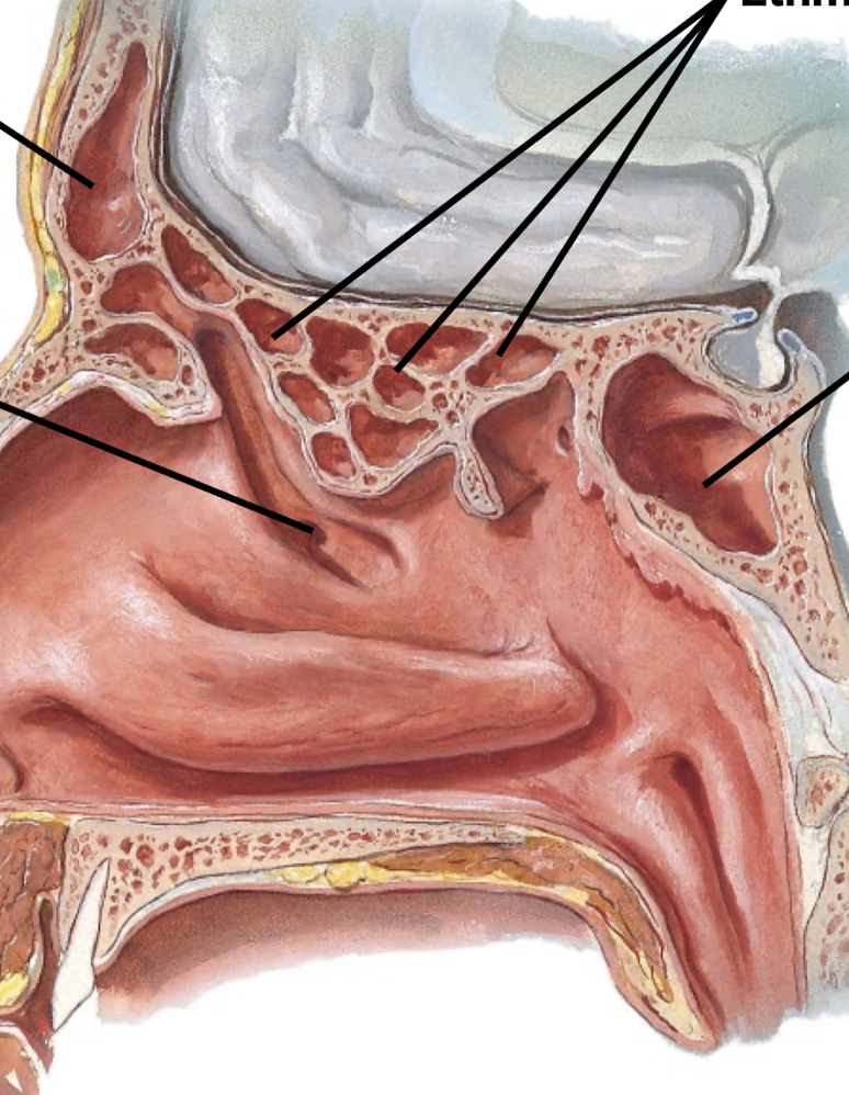 <p>Know the sinuses/their respective openings. Know which nerves innervate which sinuses and which nerve fibers they carry.</p>