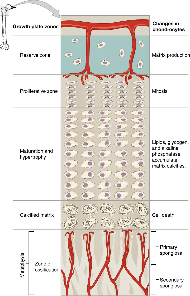 <ol><li><p>Resting - regular cartilage</p></li><li><p>Proliferating</p></li><li><p>Hypertrophic - chondrocytes stop dividing but incr in size</p></li><li><p>Calcification - calcium accumulates, chondrocytes die</p></li><li><p>Ossification - hardening of matrix</p></li></ol><p></p>