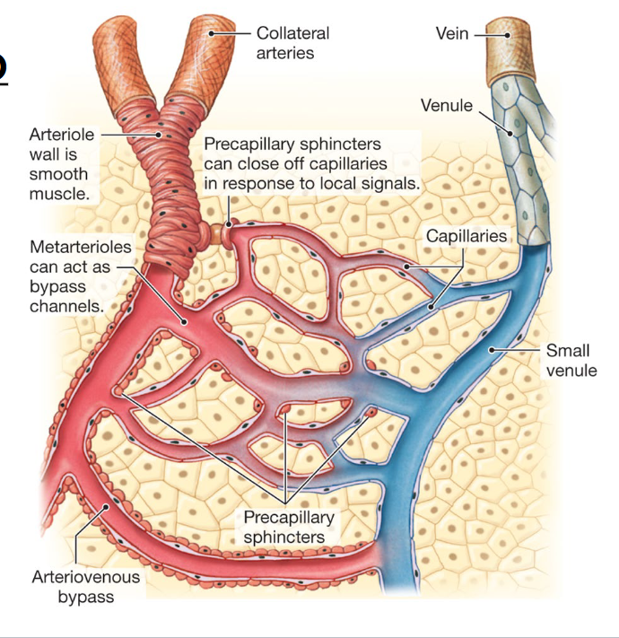 <p>Blood flow through capillary beds can ALSO be flexibly regulated based on local conditions in the tissue they serve</p>