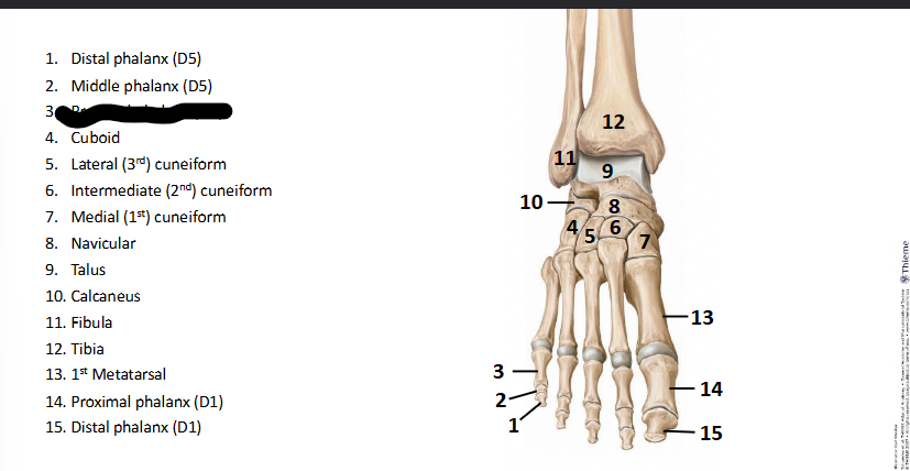 <p>What bone landmark of <strong>Foot?</strong></p>