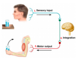 <p>Voluntary action that is initiated by brain and performed intentionally by body.</p><p><span style="font-family: Aptos, sans-serif;">1.</span><span style="font-family: "Times New Roman"; line-height: normal; font-size: 7pt;">&nbsp;&nbsp;&nbsp;&nbsp;&nbsp;&nbsp;&nbsp;&nbsp;&nbsp;&nbsp; </span><span style="font-family: Aptos, sans-serif;">&nbsp;Sensory receptors in Michael’s eyes detect the sight of the glass of water on the bench. Sensory information received from the peripheral nervous system is sent along afferent neurons to the brain (central nervous system), via the spinal cord.</span></p><p><span style="font-family: Aptos, sans-serif;">2.</span><span style="font-family: "Times New Roman"; line-height: normal; font-size: 7pt;">&nbsp;&nbsp;&nbsp;&nbsp;&nbsp;&nbsp;&nbsp;&nbsp;&nbsp;&nbsp; </span>Michael’s brain receives the sensory image and interprets the glass of water sitting on the bench and decides that he is thirsty and would like a drink.</p><p><span style="font-family: Aptos, sans-serif;">3.</span><span style="font-family: "Times New Roman"; line-height: normal; font-size: 7pt;">&nbsp;&nbsp;&nbsp;&nbsp;&nbsp;&nbsp;&nbsp;&nbsp;&nbsp;&nbsp; </span>Motor information is sent along efferent neurons to the effector muscle in the arm/hand (somatic nervous system), which allows Michael to carry out the voluntary action of picking up the glass of water.</p>