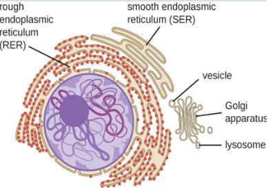<p>Components </p><ul><li><p><span><strong><u>Nuclear envelope</u></strong></span></p></li><li><p><span><strong>Membranes of</strong> <strong><u>Endoplasmic Reticulum (Rough &amp; Smooth ER)</u></strong></span></p></li><li><p><span><strong>Golgi apparatus</strong></span></p></li><li><p><span><strong><u>Vesicles</u></strong></span></p><ul><li><p><span style="background-color: transparent;">Several types</span></p></li><li><p><span style="background-color: transparent;">Transport materials b/t organelles of system</span></p></li></ul></li></ul><p></p>