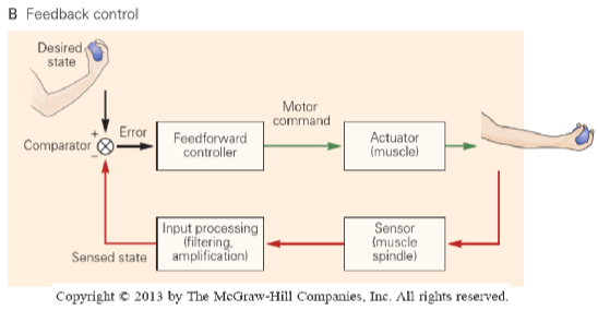 <p>error correcting system, desired and sensed states are compared at the comparator, generating an error signal, which helps shape the motor command. monitoring sensory information to act directly on the limb itself.</p>