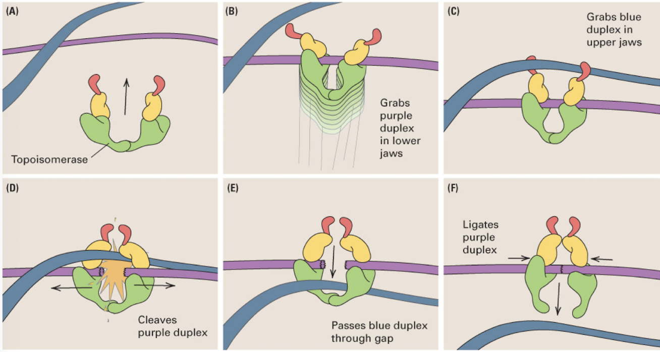 <p>enzyme that untangles a pair of DNA molecules by cleaving one DNA duplex and passing the other duplex through the gap</p><p>upper jaw grabs one duplex (not cleaved) and the lower jaw grabs the second duplex (which it cleaves) and passes the first through the split second DNA molecule</p>