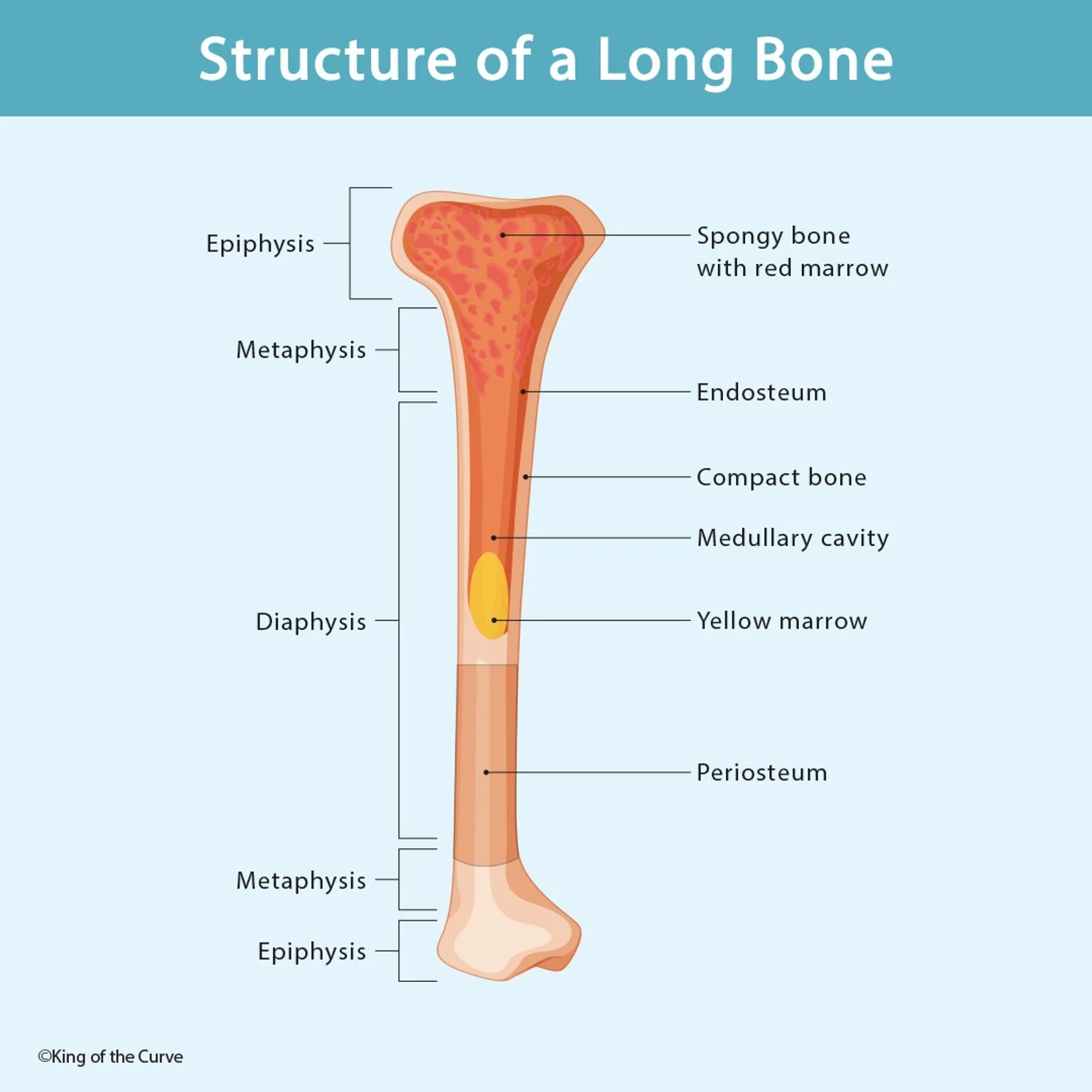 <p>Long bone</p>