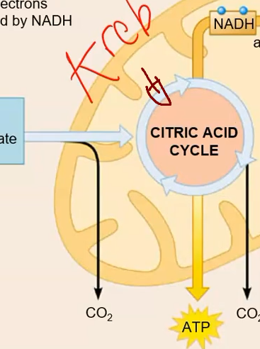 <p>Citric acid cycle</p>
