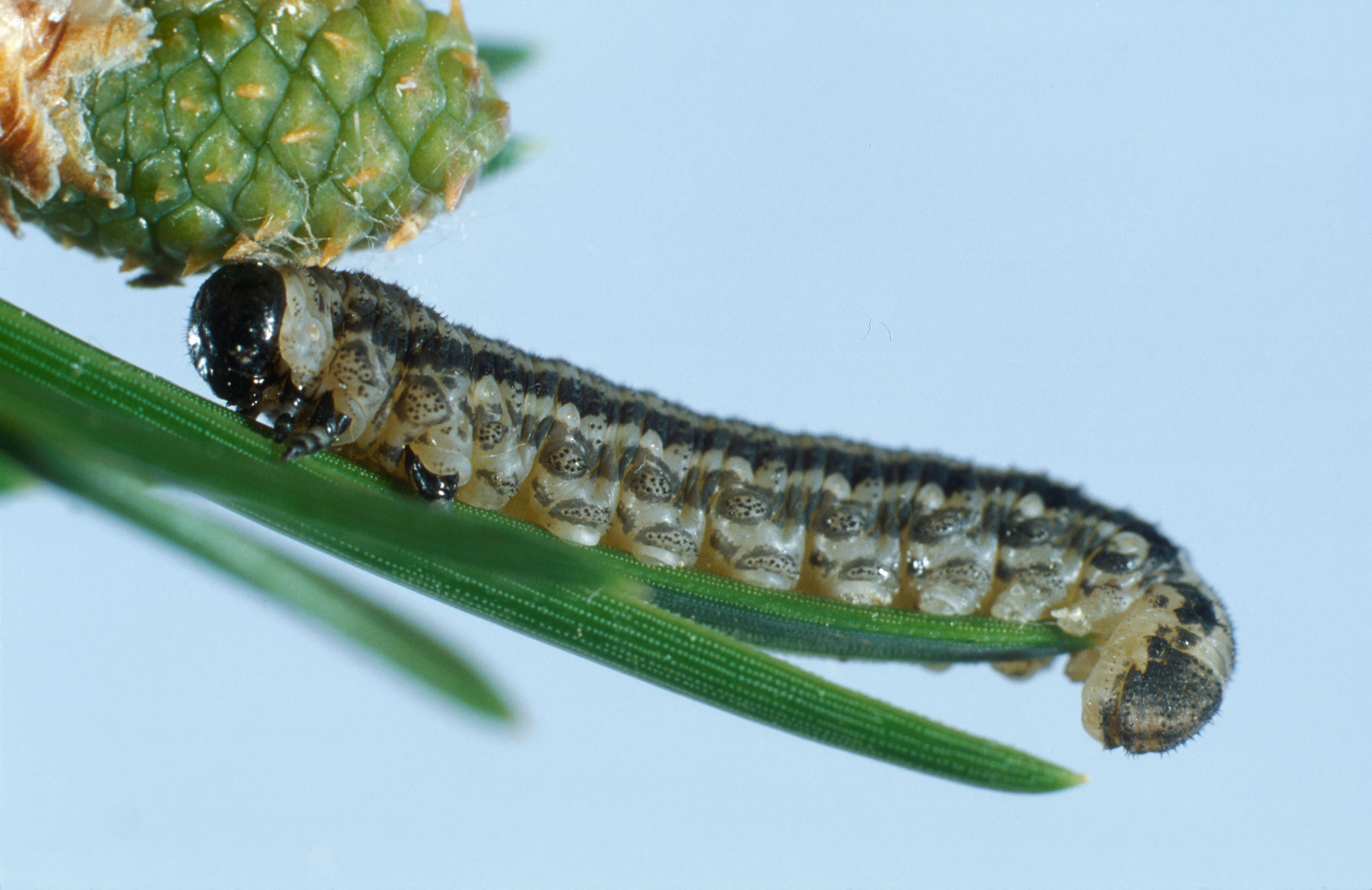 <ol><li><p>Sawfly larvae (on needles and leaves)</p></li><li><p>Hymenoptera</p></li></ol><p></p>