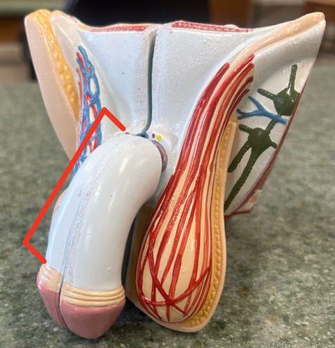 <p>elongated portion of the penis, composed of three chambers of erectile tissue</p>