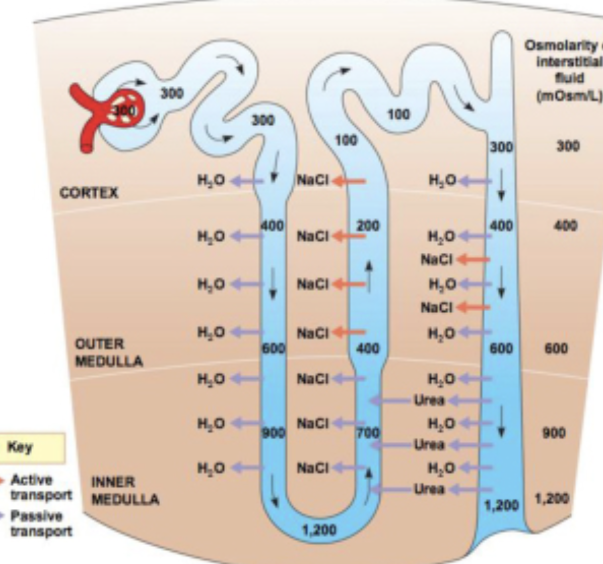 <p>Describe distal convoluted tubule: </p>