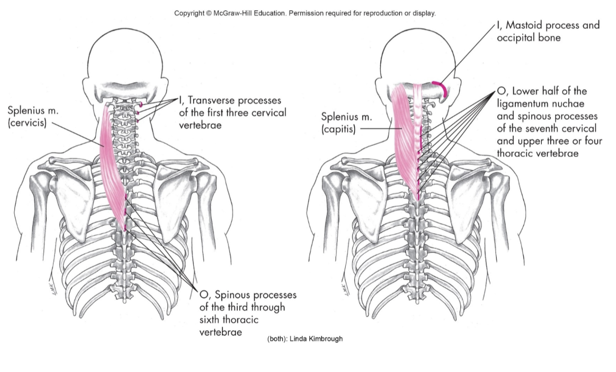 <p>Splenius Capatis, Splenius Cervicus, &amp; Sternocleidomastoid</p>