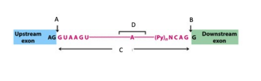<p>Namnge de märkta delarna (A-F) av pre-mRNAt. (2p)</p>
