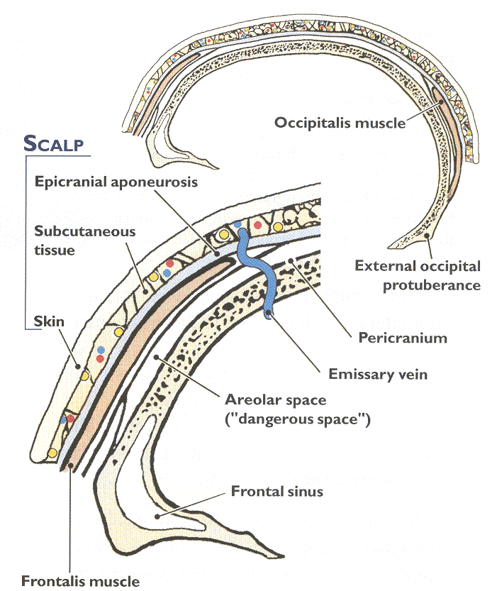 <p>Emissary veins pass through small holes in the skull; diploic veins lie within diploic/spongy bone</p>