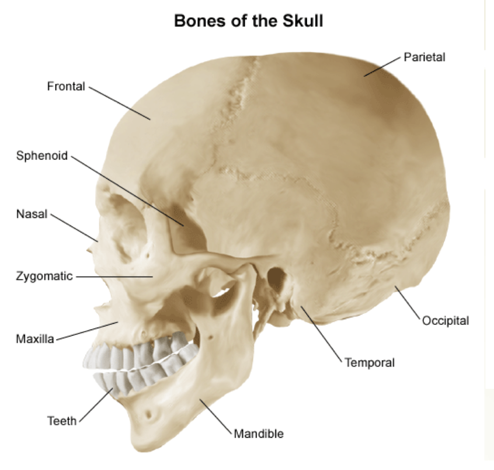 <ul><li><p>Frontal</p></li><li><p>Parietal</p></li><li><p>Occipital</p></li><li><p>Temporal</p></li><li><p>Mandible</p></li><li><p>Maxilla</p></li><li><p>Nasal</p></li><li><p>Zygomatic</p></li><li><p>Sphenoid</p></li></ul><p></p>