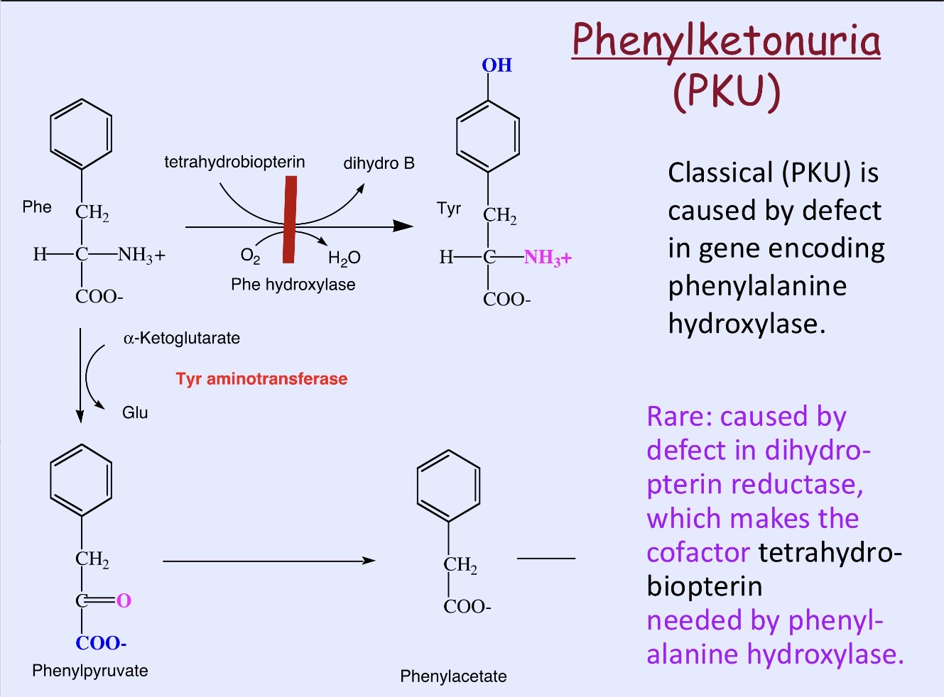 <p>PKU is caused by a defect in the gene encoding phenylalanine hydroxylase</p>