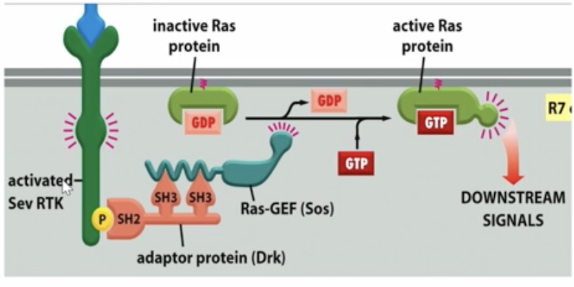 <p>ligand binds to the RTK allowing the receptor to dimerize and phosphorylate resulting in intracellular binding proteins binding to the docking sites on the phosphorylated Tyrosines via SH2 domain</p>
