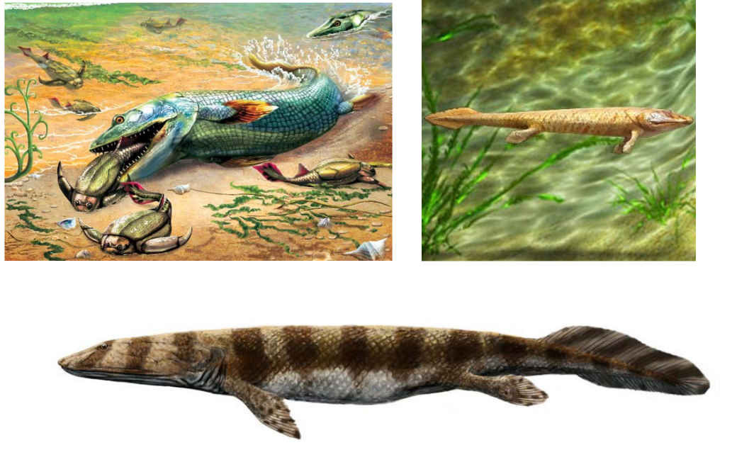 <p>Panderichthyes (Family Elpistostegidae)</p>