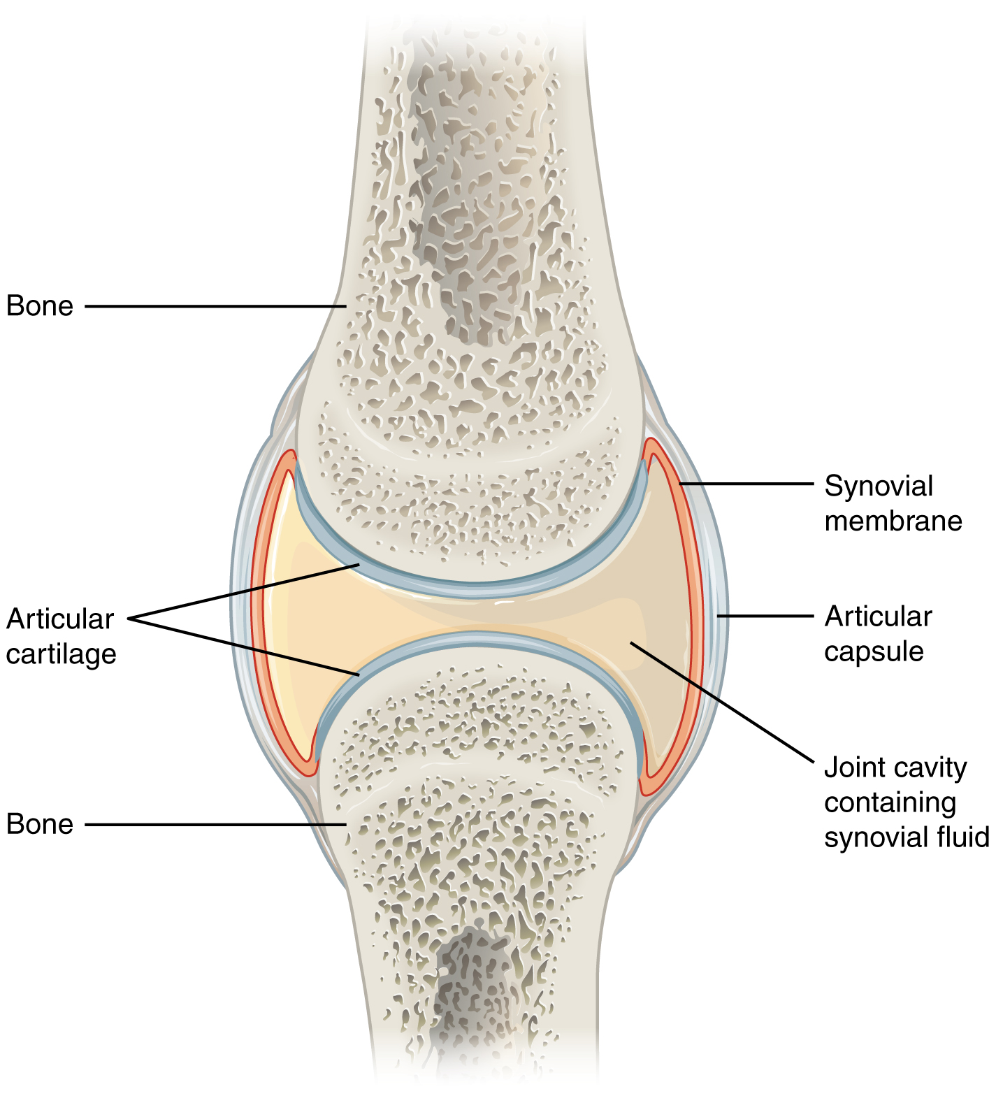 <p>Synovial Joint</p>